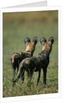 Close-up of Wild Dogs by Anonymous