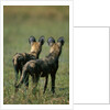 Close-up of Wild Dogs by Anonymous