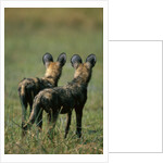 Close-up of Wild Dogs by Anonymous