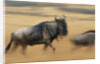 Wildebeest Running in Grass by Anonymous