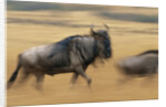Wildebeest Running in Grass by Anonymous