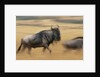 Wildebeest Running in Grass by Anonymous