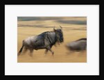 Wildebeest Running in Grass by Anonymous