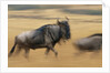 Wildebeest Running in Grass by Anonymous