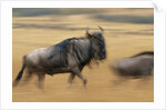 Wildebeest Running in Grass by Anonymous