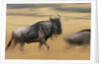 Wildebeest Running in Grass by Anonymous