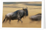 Wildebeest Running in Grass by Anonymous