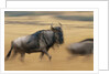 Wildebeest Running in Grass by Anonymous