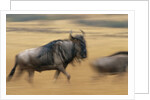 Wildebeest Running in Grass by Anonymous