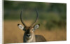 Close-up of Waterbuck by Anonymous