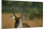 Close-up of Waterbuck by Anonymous