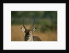 Close-up of Waterbuck by Anonymous