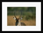 Close-up of Waterbuck by Anonymous