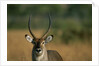 Close-up of Waterbuck by Anonymous