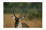 Close-up of Waterbuck by Anonymous