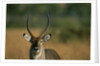 Close-up of Waterbuck by Anonymous
