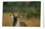 Close-up of Waterbuck by Anonymous