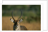 Close-up of Waterbuck by Anonymous