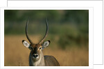 Close-up of Waterbuck by Anonymous