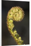 Close-up of Fern Fiddlehead by Anonymous