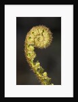 Close-up of Fern Fiddlehead by Anonymous