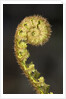 Close-up of Fern Fiddlehead by Anonymous