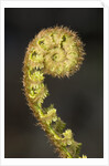 Close-up of Fern Fiddlehead by Anonymous