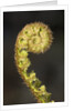 Close-up of Fern Fiddlehead by Anonymous
