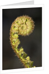 Close-up of Fern Fiddlehead by Anonymous
