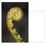 Close-up of Fern Fiddlehead by Anonymous