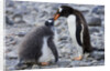 Gentoo Penguin Feeding Young by Anonymous