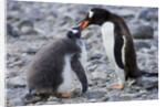 Gentoo Penguin Feeding Young by Anonymous