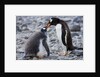 Gentoo Penguin Feeding Young by Anonymous