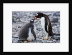 Gentoo Penguin Feeding Young by Anonymous