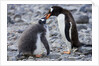 Gentoo Penguin Feeding Young by Anonymous
