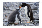 Gentoo Penguin Feeding Young by Anonymous
