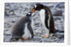 Gentoo Penguin Feeding Young by Anonymous