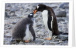 Gentoo Penguin Feeding Young by Anonymous