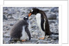 Gentoo Penguin Feeding Young by Anonymous