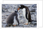 Gentoo Penguin Feeding Young by Anonymous
