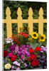Flower Garden and Picket Fence by Anonymous
