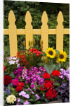 Flower Garden and Picket Fence by Anonymous