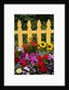 Flower Garden and Picket Fence by Anonymous