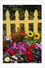 Flower Garden and Picket Fence by Anonymous