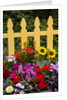 Flower Garden and Picket Fence by Anonymous