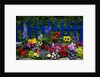 Flower Garden and Picket Fence by Anonymous