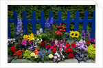 Flower Garden and Picket Fence by Anonymous