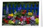 Flower Garden and Picket Fence by Anonymous