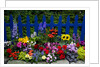 Flower Garden and Picket Fence by Anonymous