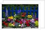 Flower Garden and Picket Fence by Anonymous
